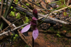 Eriochilus scaber