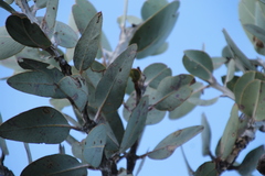 Eucalyptus pleurocarpa