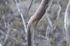 Eucalyptus pleurocarpa