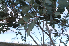 Eucalyptus pleurocarpa