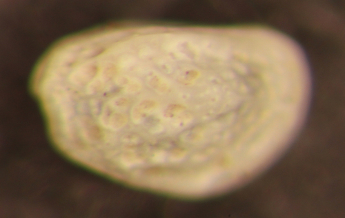 Radimella aurita image