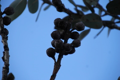 Eucalyptus pleurocarpa