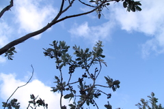 Eucalyptus pleurocarpa