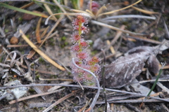 Drosera platypoda