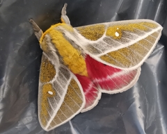 Syssphinx albolineata