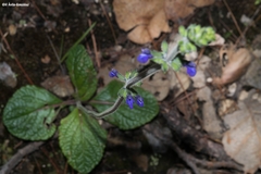 Salvia nana