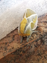 Syssphinx albolineata