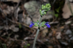 Salvia nana