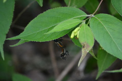 Laphria janus