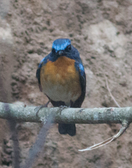 Cyornis whitei