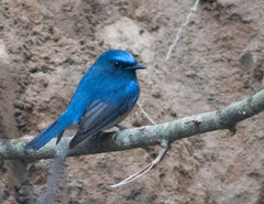 Cyornis rubeculoides