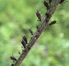 Uroleucon jaceae