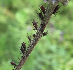 Uroleucon jaceae