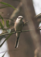 Pericrocotus cantonensis