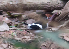 Enicurus immaculatus