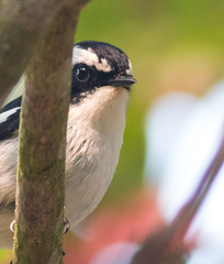 Ficedula westermanni