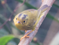 Phylloscopus burkii
