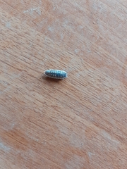Porcellio ornatus