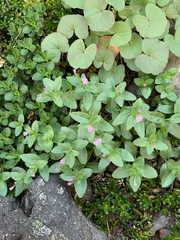 Epilobium clavatum