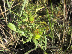Banksia armata