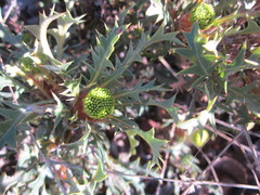 Banksia armata