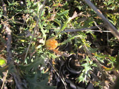 Banksia armata