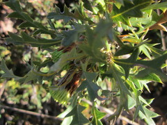 Banksia armata