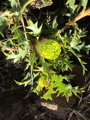 Banksia armata