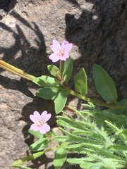 Epilobium clavatum