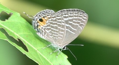 Jamides alecto ageladas