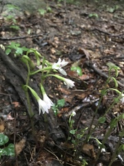 Triphora trianthophoros trianthophoros