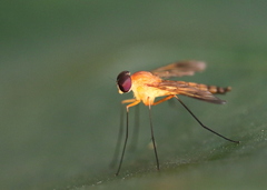 Chrysopilus ferruginosus