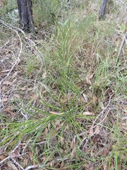 Macrozamia pauli-guilielmi