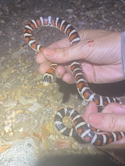 Lampropeltis pyromelana