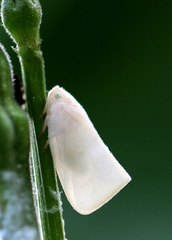 Sanurus
