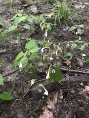 Triphora trianthophoros trianthophoros