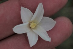 Zephyranthes chlorosolen