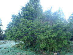 Podocarpus totara waihoensis