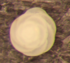 Buccella frigida