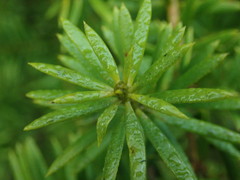 Podocarpus totara waihoensis