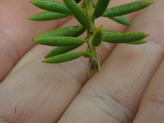 Podocarpus totara waihoensis