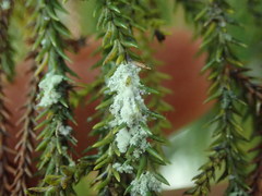 Roccellinastrum neglectum