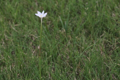 Zephyranthes chlorosolen
