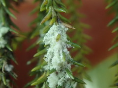 Roccellinastrum neglectum