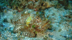 Scorpaena jacksoniensis
