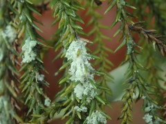 Roccellinastrum neglectum