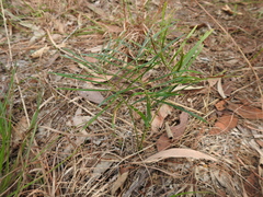 Macrozamia pauli-guilielmi