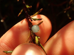 Coprosma brunnea