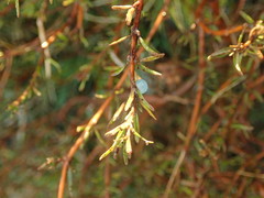 Coprosma brunnea