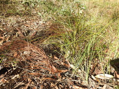 Macrozamia pauli-guilielmi